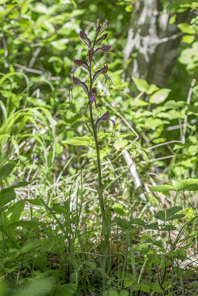 Image of Himantoglossum comperianum specimen.