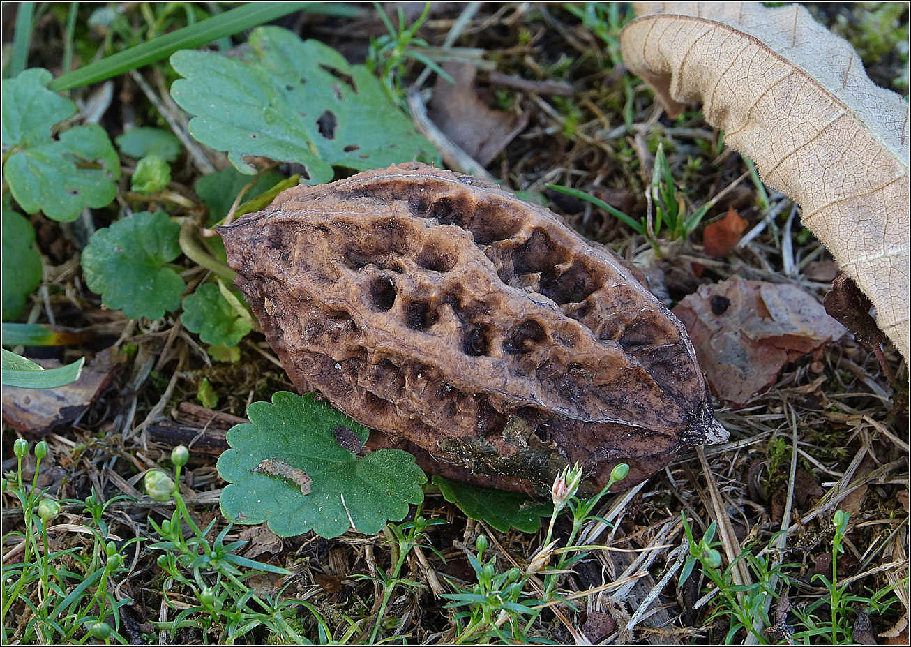 Image of Juglans mandshurica specimen.