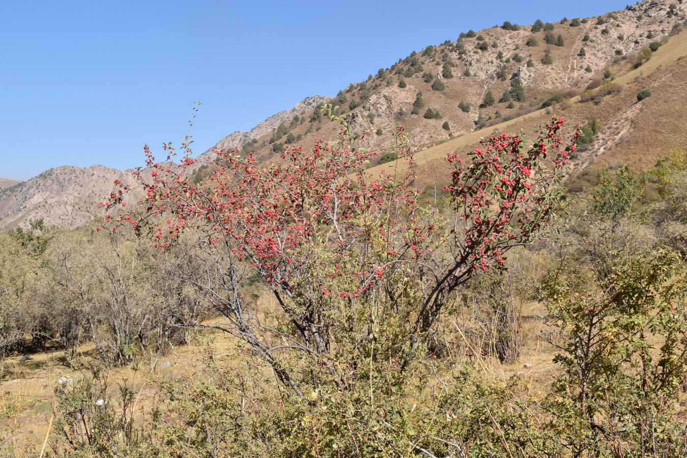 Изображение особи Cotoneaster soongoricus.