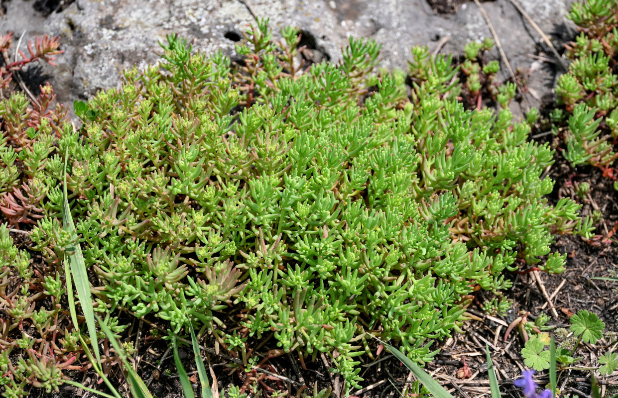 Изображение особи род Sedum.