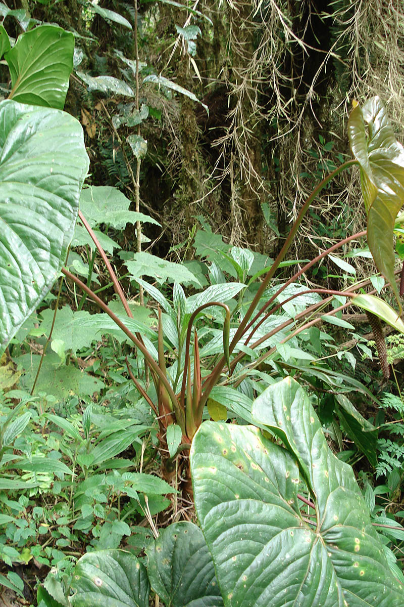 Изображение особи род Anthurium.