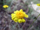 Trichanthemis aurea