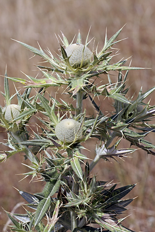 Image of Cirsium turkestanicum specimen.