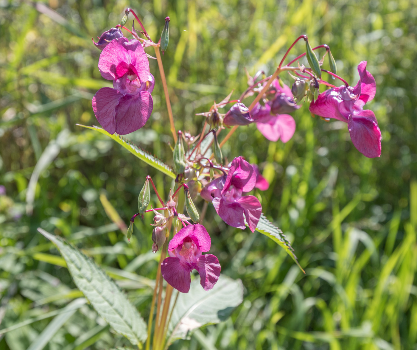 Image of Impatiens glandulifera specimen.