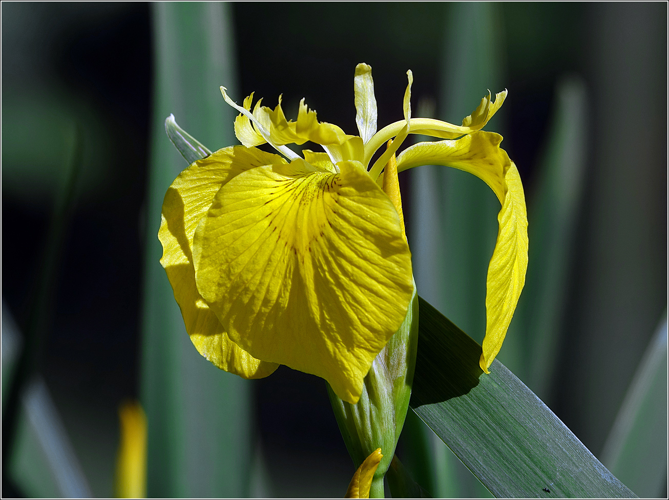 Изображение особи Iris pseudacorus.