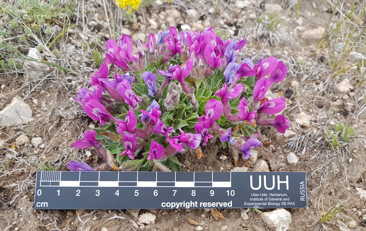 Image of Oxytropis triphylla specimen.