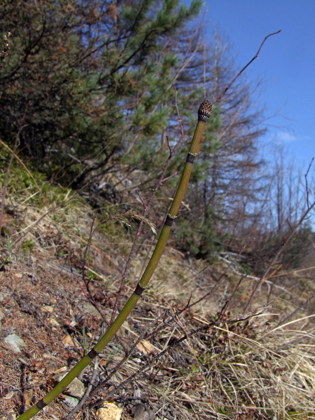 Изображение особи Equisetum hyemale.