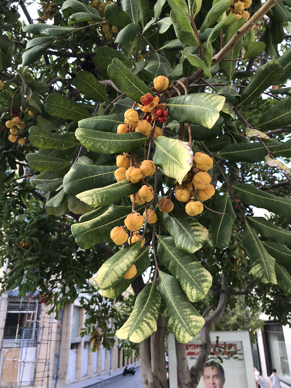 Изображение особи Cupaniopsis anacardioides.