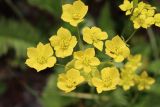 Bupleurum aureum ssp. porfirii