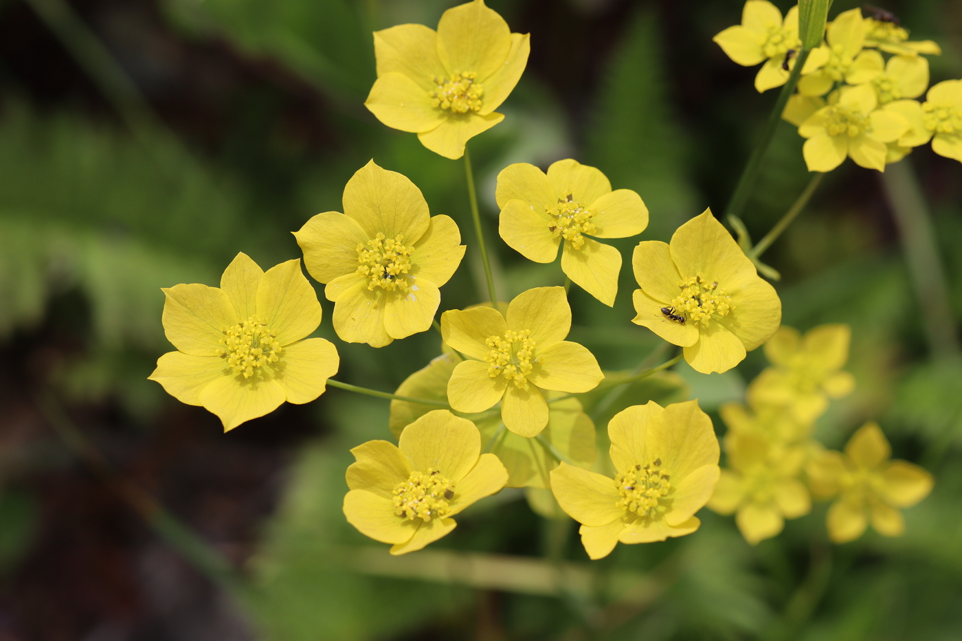 Image of Bupleurum multinerve specimen.