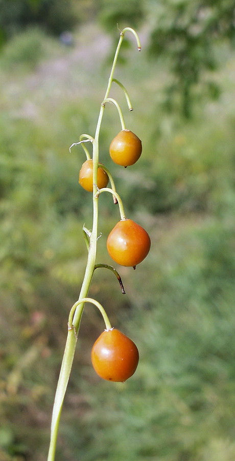 Image of Convallaria keiskei specimen.