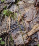 Equisetum pratense