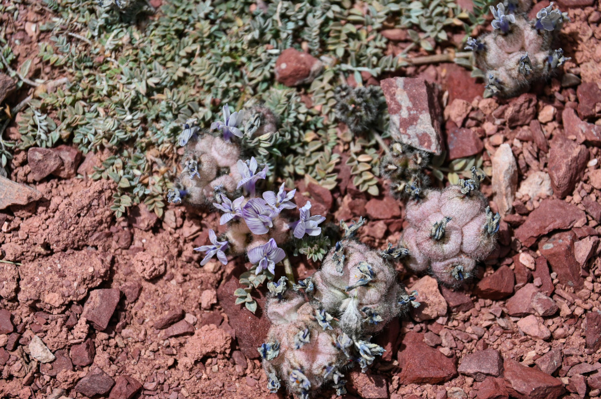 Image of Astragalus nivalis specimen.