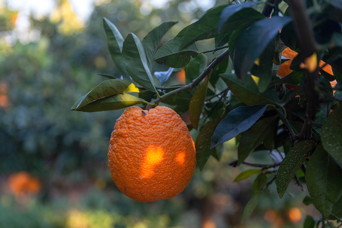 Изображение особи Citrus sinensis.