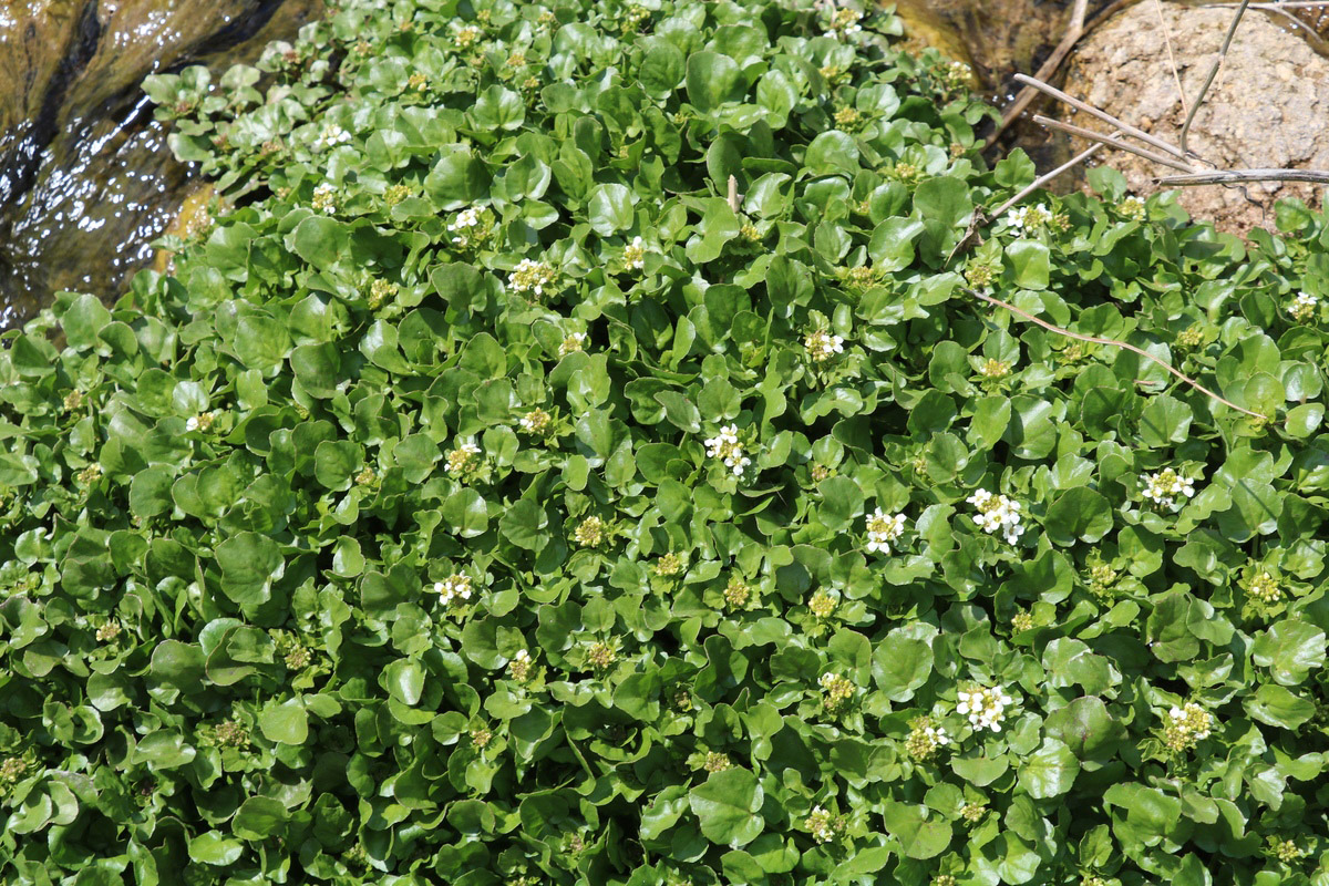 Image of Nasturtium officinale specimen.