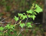 Ribes komarovii