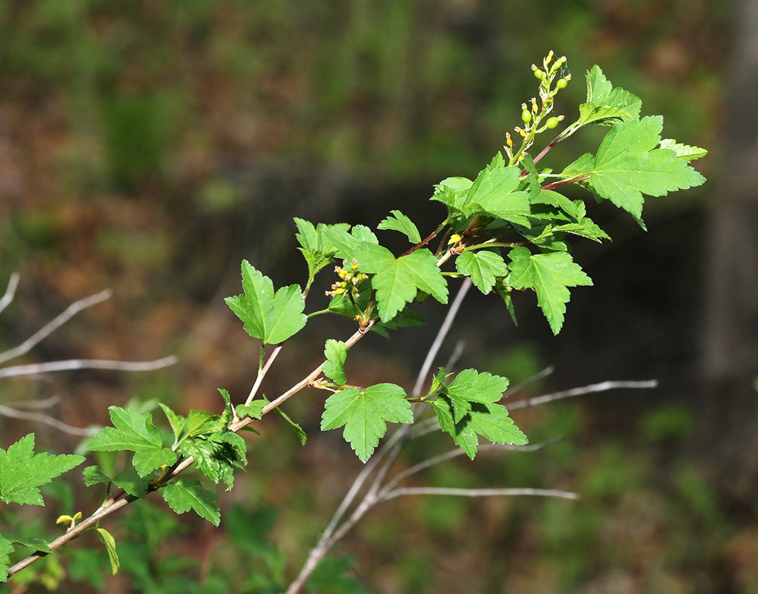 Image of Ribes komarovii specimen.