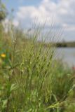 Aegilops variety hirta