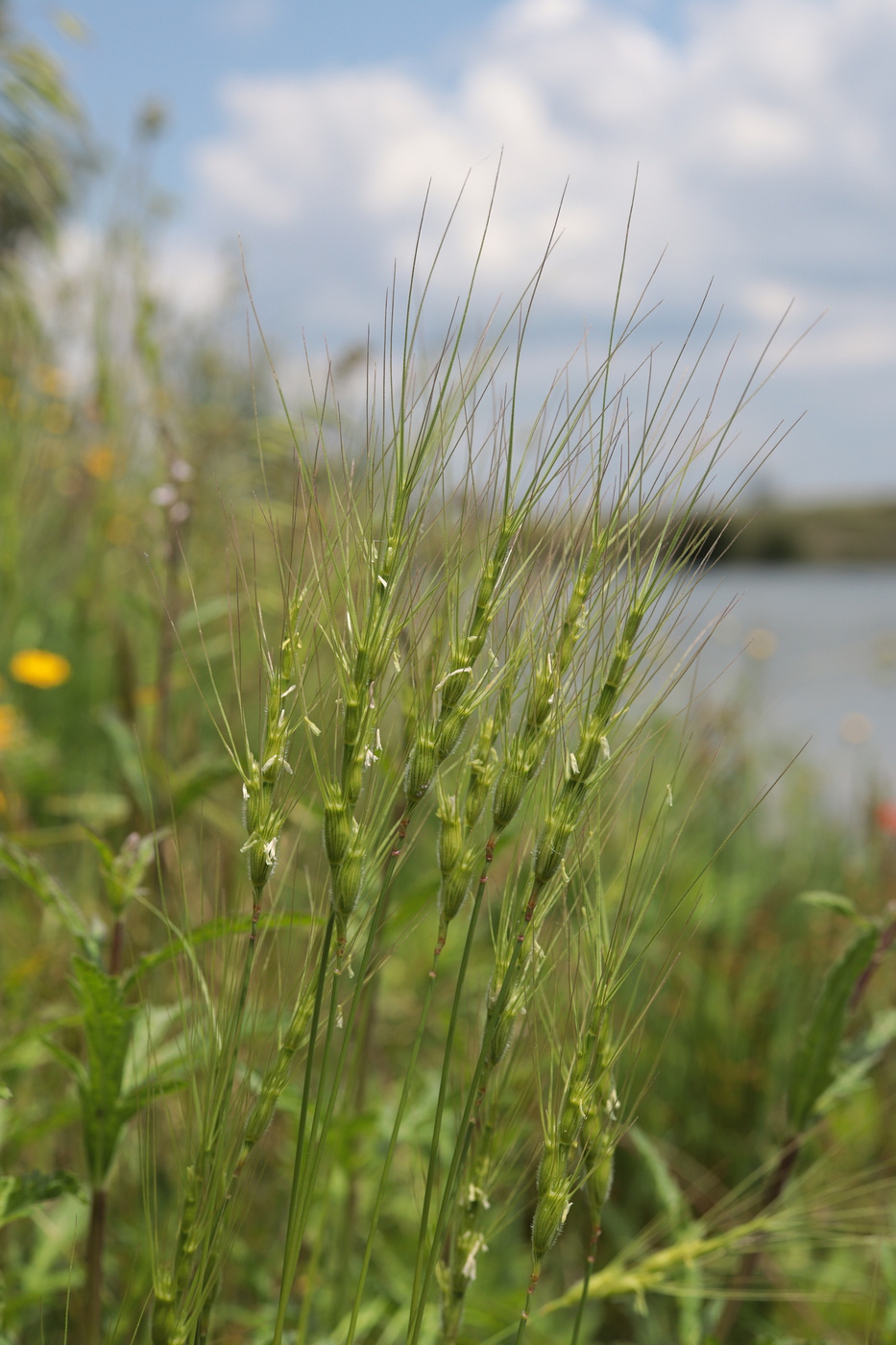 Изображение особи Aegilops triuncialis var. hirta.