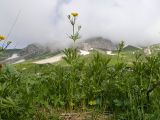 Ranunculus raddeanus. Цветущие растения. Адыгея, Фишт-Оштеновский массив, окр. Гузерипльского перевала, ≈ 1900 м н.у.м., субальпийский луг. 28.06.2023.