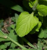 Stachys arvensis. Часть стебля и лист. Чили, обл. Valparaiso, провинция Isla de Pascua, г. Hanga Roa, обочина дороги. 10.03.2023.