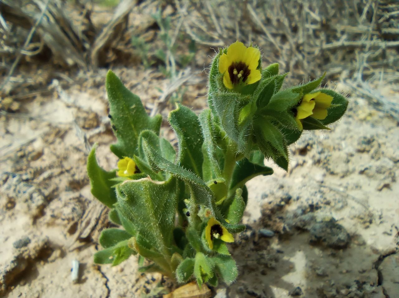 Изображение особи Hyoscyamus pusillus.