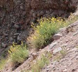 Corydalis pseudoadunca