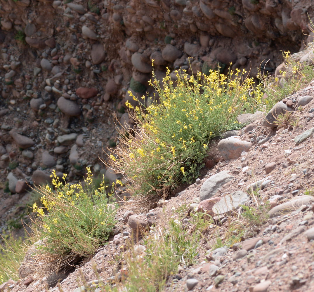 Изображение особи Corydalis pseudoadunca.