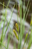 Carex rostrata. Верхушка побега с соплодиями и отцветшим мужским соцветием. Мурманская обл., Кандалакшский р-н, Княжегубское вдхр., оз. Нотозеро, небольшой остров, сырой каменистый берег. 05.07.2023.