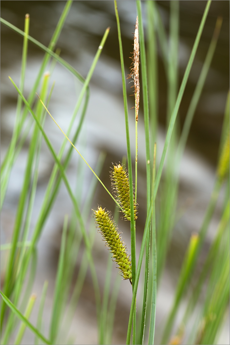 Изображение особи Carex rostrata.