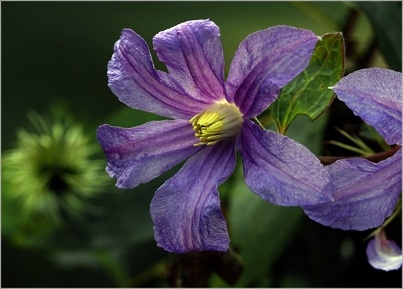 Image of Clematis &times; jackmanii specimen.