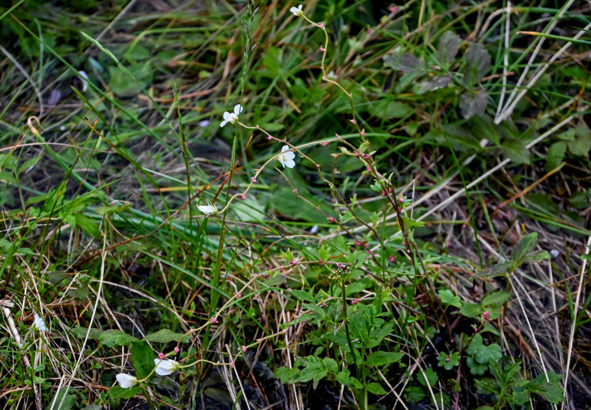 Image of Saxifraga cernua specimen.