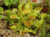 Dionaea muscipula. Вегетирующее растение. Московская обл., г. Видное, искусственное болотце на садовом участке. 22.08.2023.