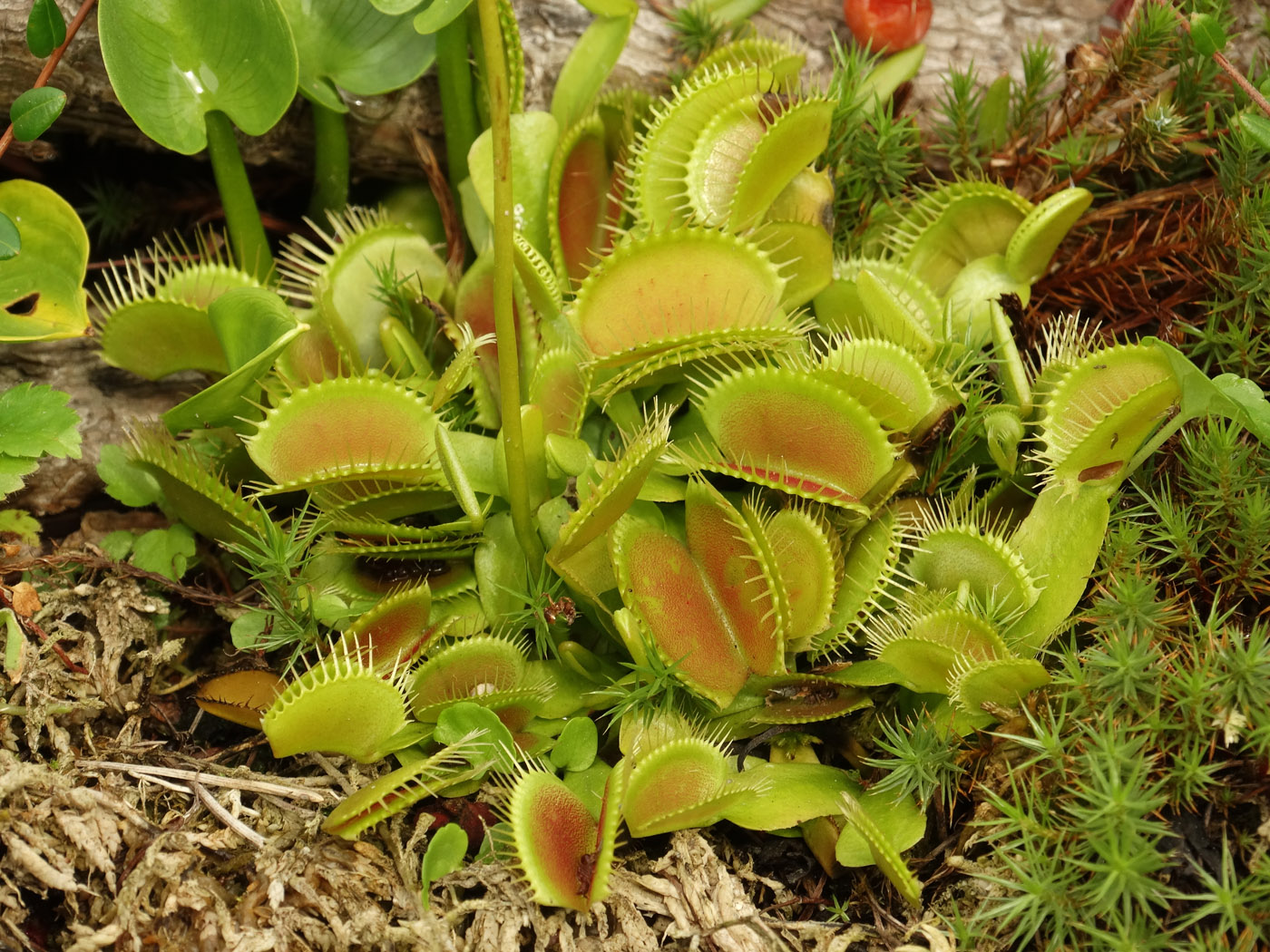Изображение особи Dionaea muscipula.