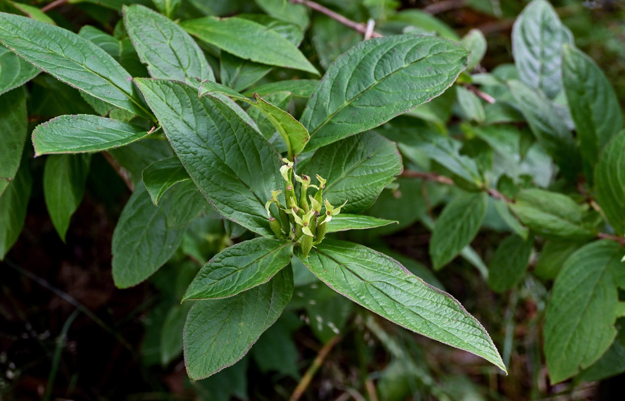 Image of Weigela middendorffiana specimen.