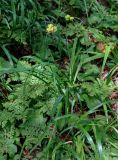 Hemerocallis middendorffii. Плодоносящее растение в сообществе с Dryopteris amurensis и Maianthemum dilatatum. Хабаровский край, Амурские столбы, опушка смешанного леса. 22.07.2012.