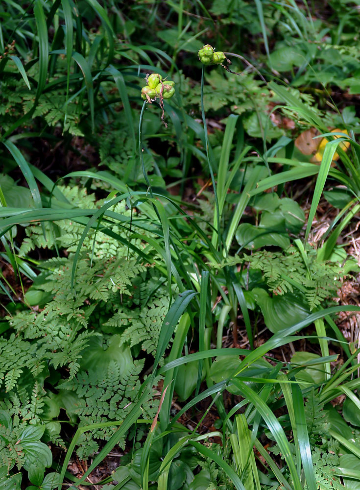 Image of Hemerocallis middendorffii specimen.