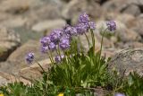 Primula auriculata. Цветущие растения. Карачаево-Черкесия, Карачаевский р-н, Большой Кавказ, правый борт ущелья Кичкинекол, долина реки Таллычат, западный склон хребта под перевалом Малый Кичкинекол, ≈ 2880 м н.у.м., частично задернованная каменистая россыпь. 22.07.2023.