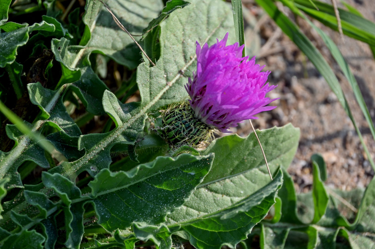 Image of Centaurea pullata specimen.