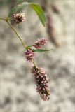 Persicaria lapathifolia