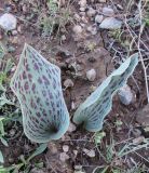 Tulipa greigii