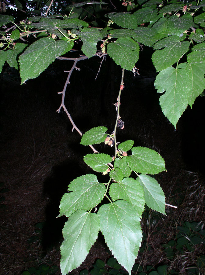 Image of Morus alba specimen.