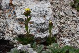 Saxifraga macrocalyx
