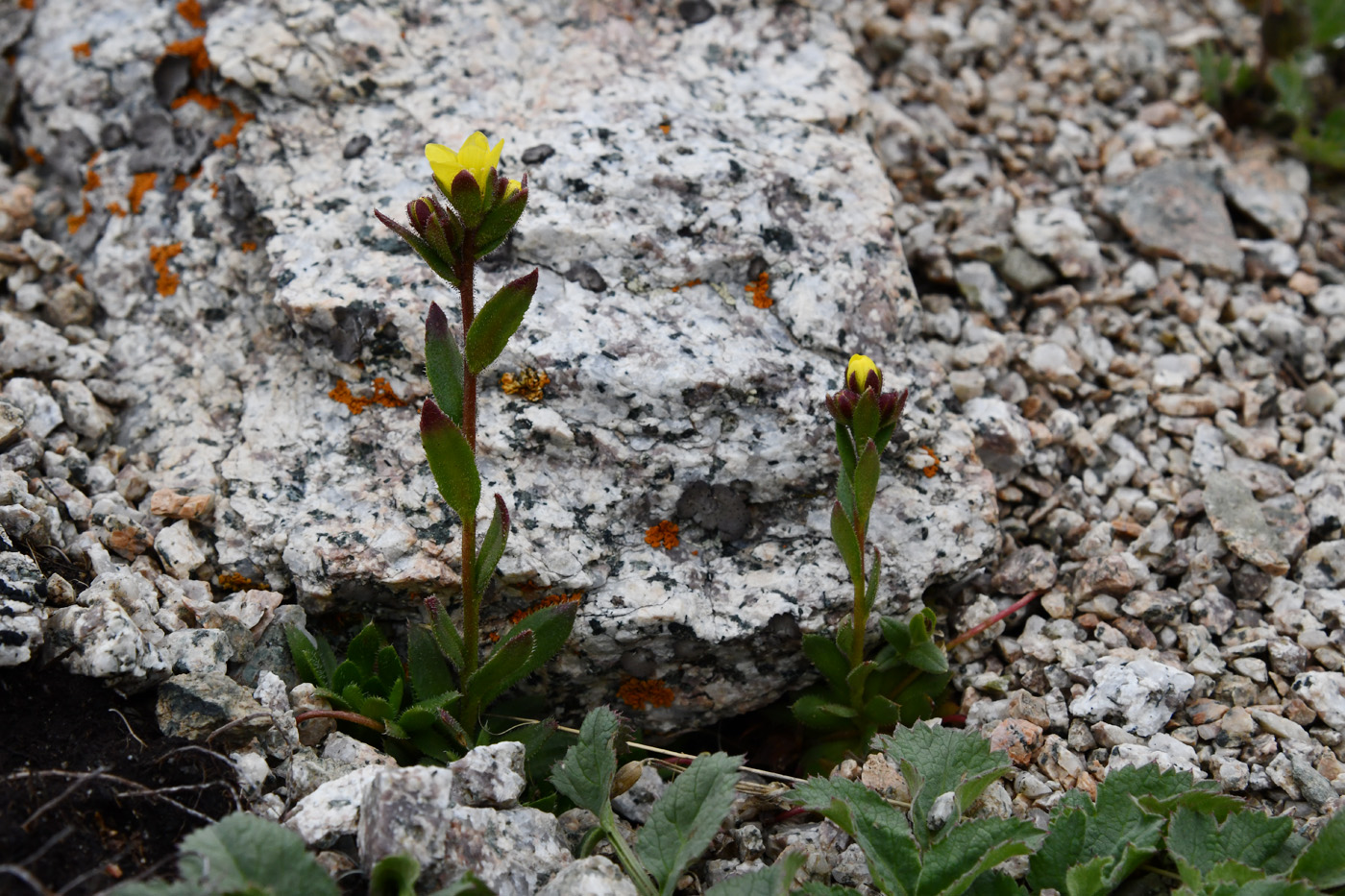 Image of Saxifraga macrocalyx specimen.