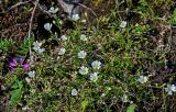 Cerastium regelii