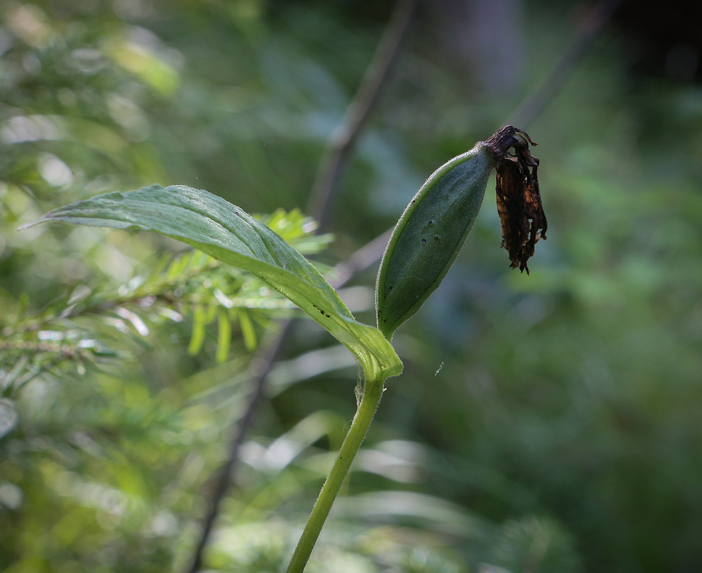 Image of Cypripedium calceolus specimen.