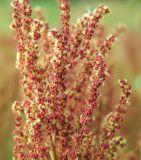 Rumex acetosella. Верхушка цветущего побега. Магаданская обл., Ольский р-н, окр. пгт Ола, пойма р. Ола, песчаная коса. 26.08.2017.