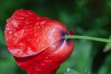 Papaver humile