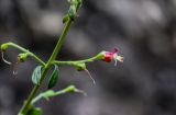 Scrophularia rupestris