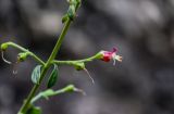 Scrophularia rupestris. Часть соцветия с цветком и завязью. Дагестан, Гунибский р-н, Карадахская теснина, на скале. 02.05.2022.